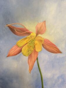 Pink and yellow columbine flower