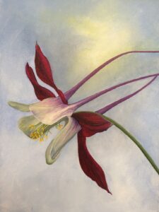 Red and purple columbine flower