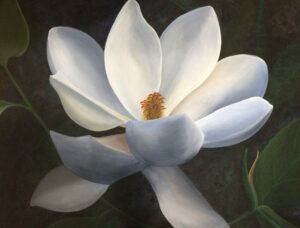 White magnolia flower