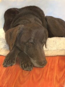 chocolate lab asleep, paws crossed
