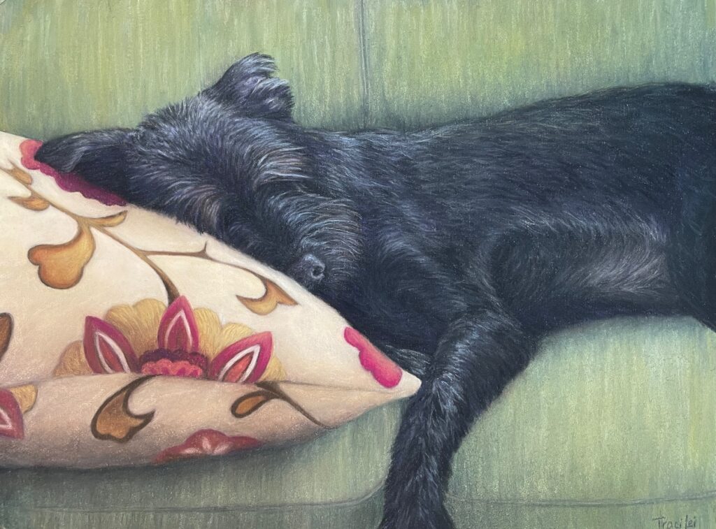 black dog, sleeping, pet portrait