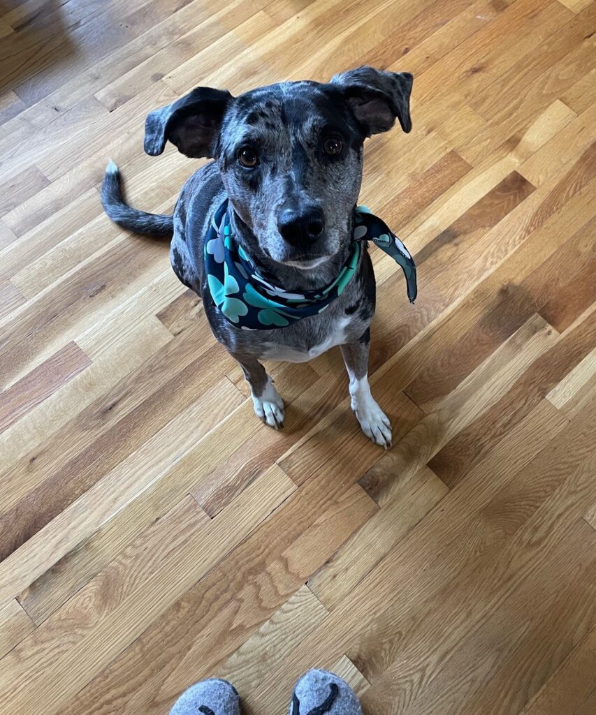 dog, shamrock scarf