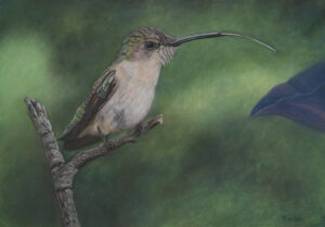 humming bird with tongue reaching for flower