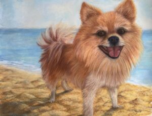 Pomeranian at the beach