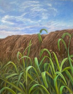 blue sky over hay field