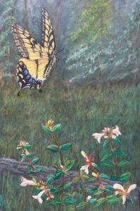 monarch butterfly and white flowers