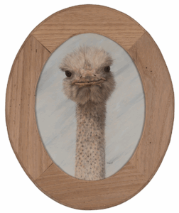 ostrich looking directly at viewer like a mirrored reflection