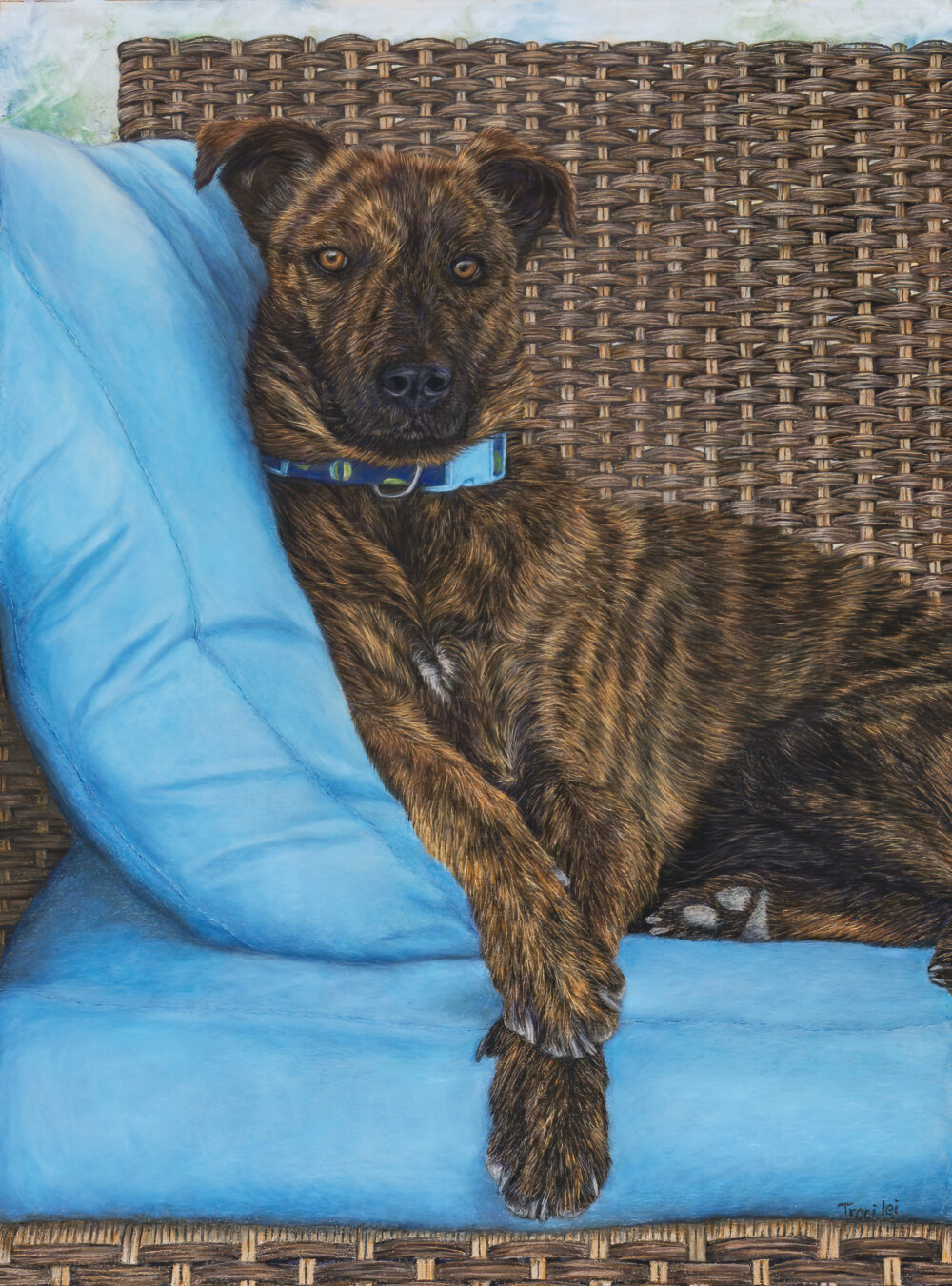 Dutch Shepherd relaxed on rattan wicker chair with blue cushions