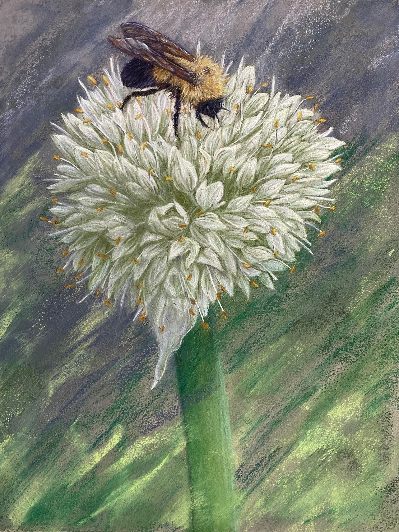 Bee feeding on an allium blossom