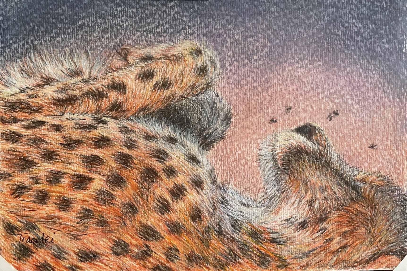 cheetah taking a nap on its back
