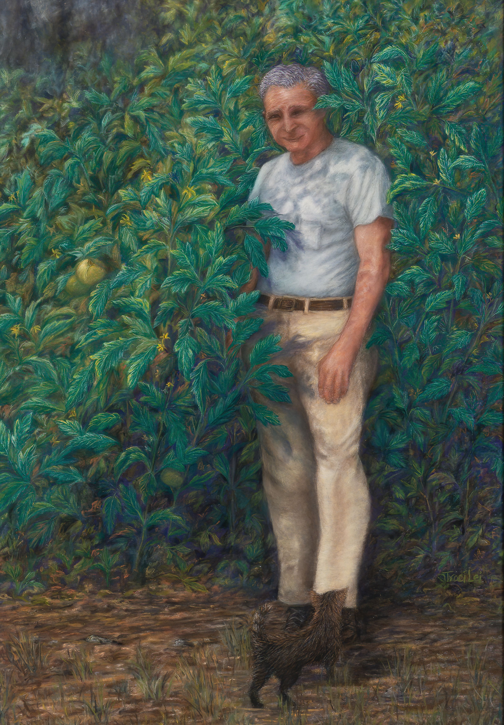 Older man proudly standing among tall tomato plants. small cat approaches in foreground
